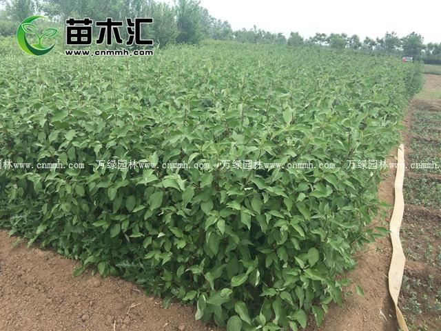 红瑞木为什么春天是绿色冬天是红的呢？