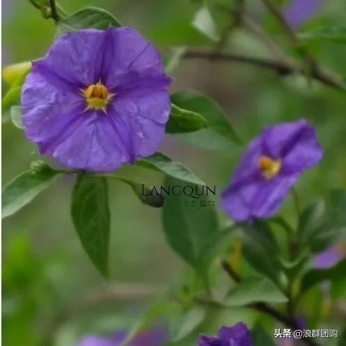 开普敦吊钟花、悬星藤，绚丽多彩旋果花，颜值爆表蓝花茄，人参果