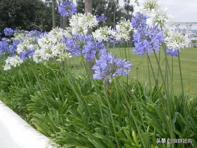 恬静幽雅的百子莲，开花靓丽，繁殖快还很耐热！