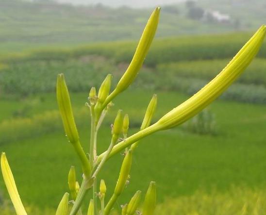 我们国家自己的母亲花——萱草花