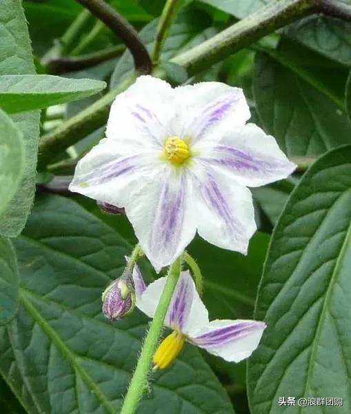开普敦吊钟花、悬星藤，绚丽多彩旋果花，颜值爆表蓝花茄，人参果