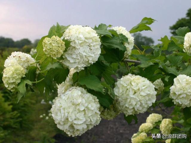 每到花开，惊艳一方的欧洲木绣球雪球累累，团花压树，耐寒-30！