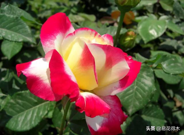 病虫害防治|盆栽花卉发现白色病害，根据部位和类型，对症下药