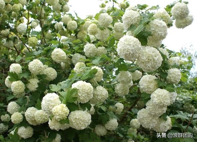 每到花开，惊艳一方的欧洲木绣球雪球累累，团花压树，耐寒-30！