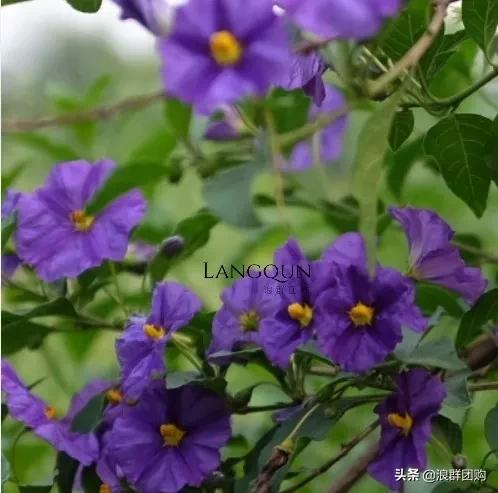 开普敦吊钟花、悬星藤，绚丽多彩旋果花，颜值爆表蓝花茄，人参果