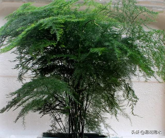 病虫害防治|盆栽花卉发现白色病害，根据部位和类型，对症下药