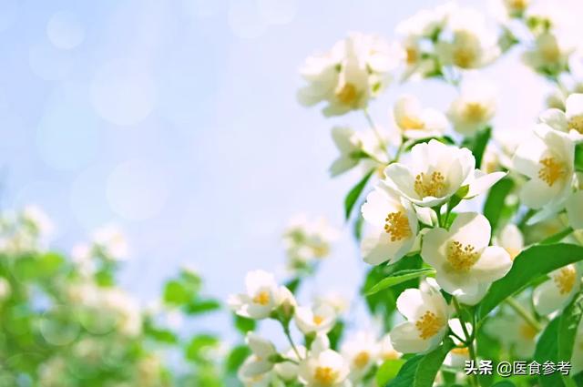 鲜花怡情，花香还能祛病，这些花香的奇妙疗法赏花时别错过