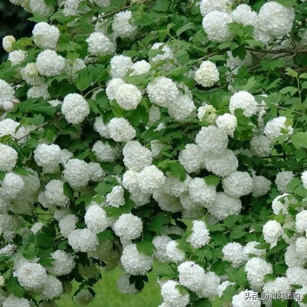 每到花开，惊艳一方的欧洲木绣球雪球累累，团花压树，耐寒-30！