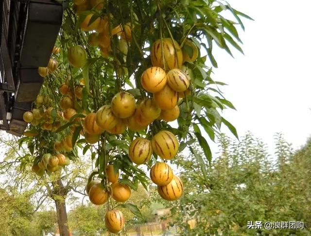 开普敦吊钟花、悬星藤，绚丽多彩旋果花，颜值爆表蓝花茄，人参果