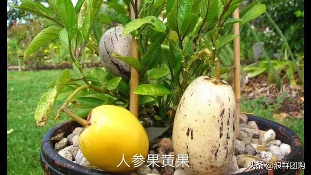 开普敦吊钟花、悬星藤，绚丽多彩旋果花，颜值爆表蓝花茄，人参果