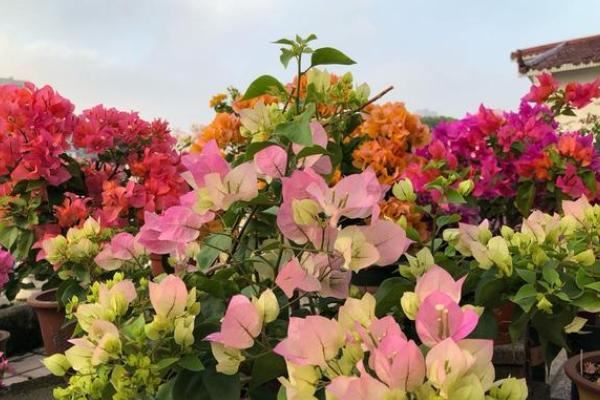 立夏之后养花草，别偷懒做好这3件事，度夏无忧，秋后花苞满枝头