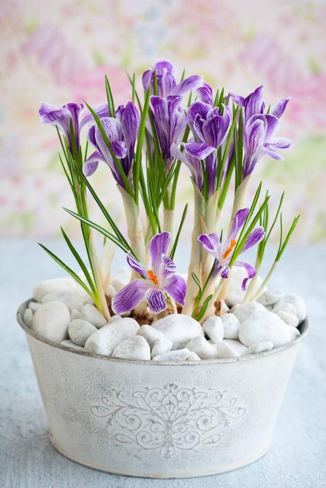 花期长又好看，价值高居不下的“番红花”，家养需要注意什么