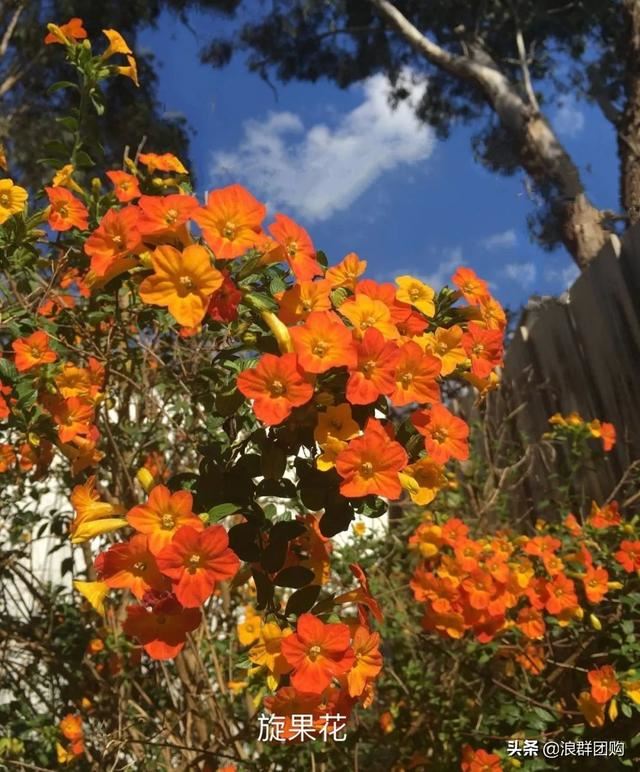 开普敦吊钟花、悬星藤，绚丽多彩旋果花，颜值爆表蓝花茄，人参果