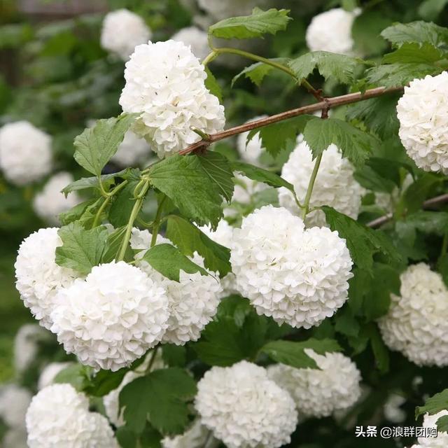 每到花开，惊艳一方的欧洲木绣球雪球累累，团花压树，耐寒-30！