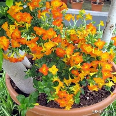 开普敦吊钟花、悬星藤，绚丽多彩旋果花，颜值爆表蓝花茄，人参果