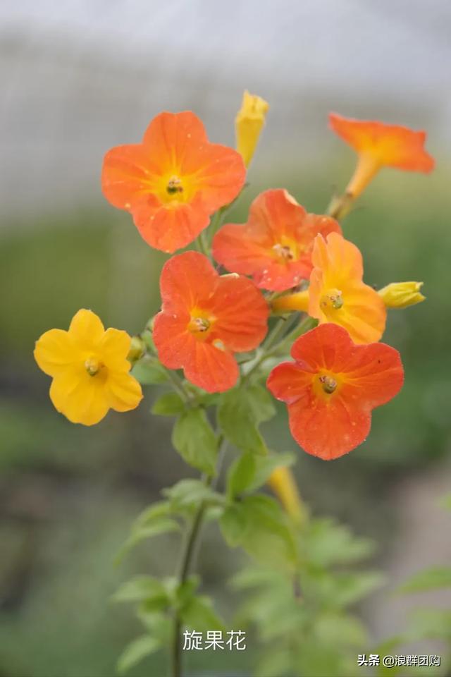 开普敦吊钟花、悬星藤，绚丽多彩旋果花，颜值爆表蓝花茄，人参果