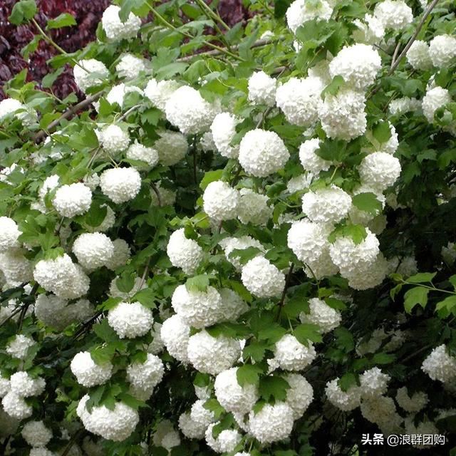 每到花开，惊艳一方的欧洲木绣球雪球累累，团花压树，耐寒-30！