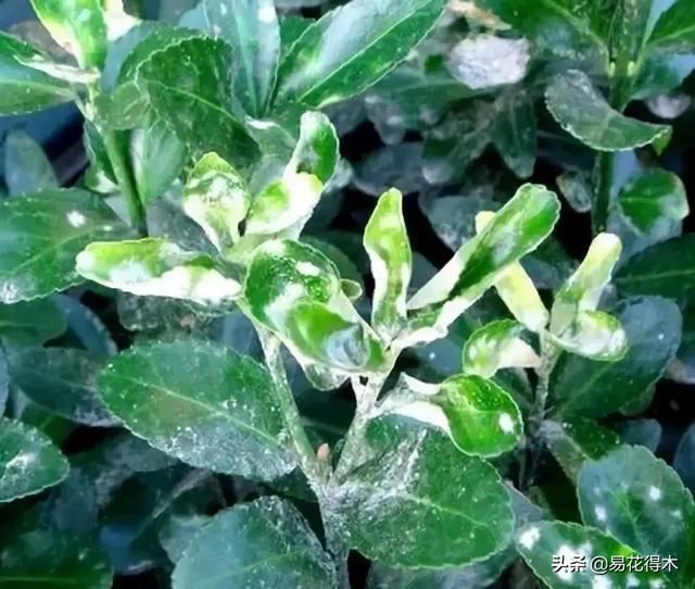 病虫害防治|盆栽花卉发现白色病害，根据部位和类型，对症下药