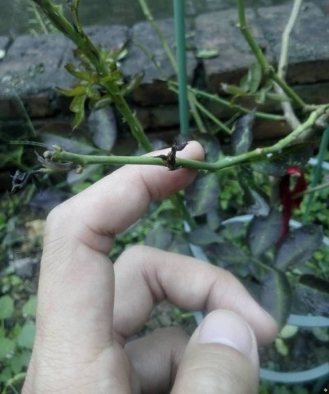 月季开花迟迟没动静，仔细一瞧全是“一种芽”在作怪，赶紧剪了