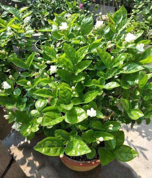 茉莉变成“黄脸婆”？赶紧救一救，还能活几年