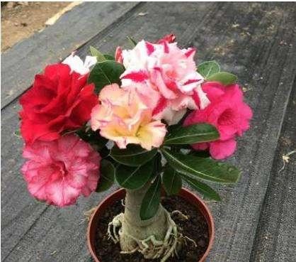 最“贱”的4种花，一个月不管，反而生长旺盛，开满花