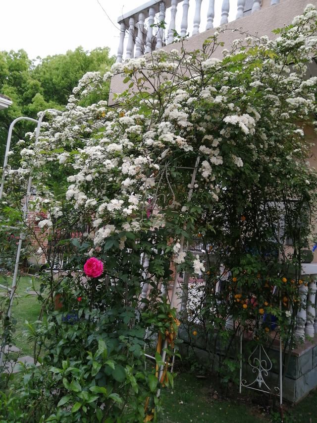 花园有拱门起到画龙点晴之效，如何让拱门一年四季有花环绕？