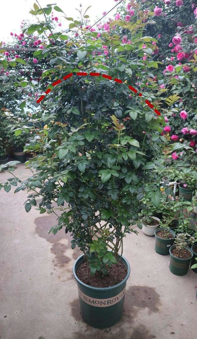 月季开花迟迟没动静，仔细一瞧全是“一种芽”在作怪，赶紧剪了