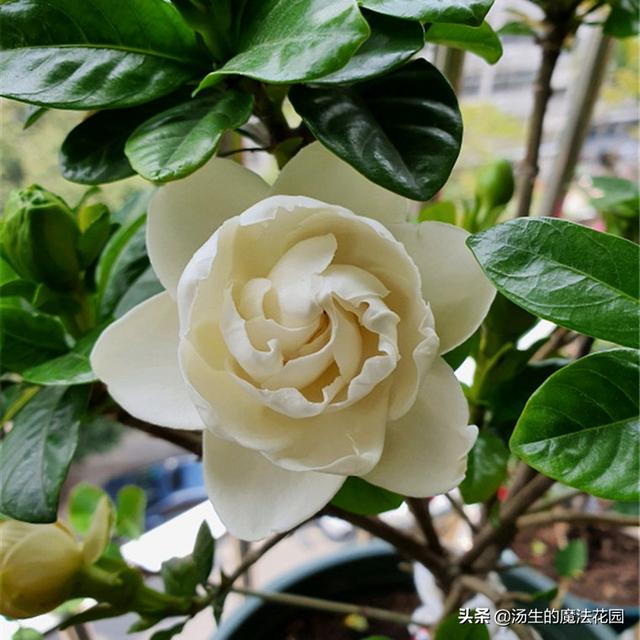 养栀子花学招“复花术”，每年多开2轮花！