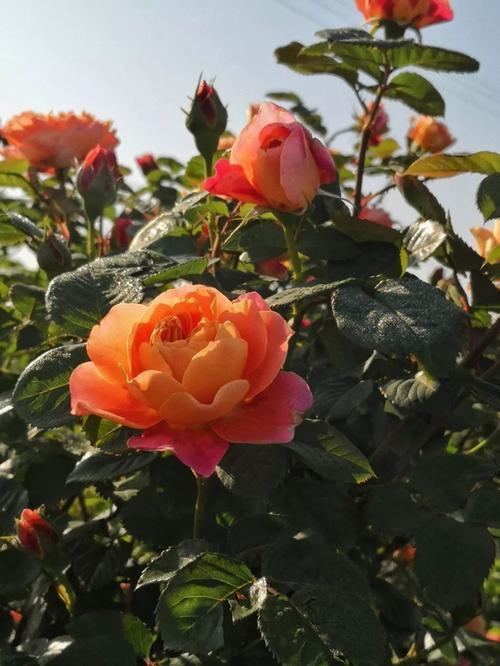 月季开花迟迟没动静，仔细一瞧全是“一种芽”在作怪，赶紧剪了