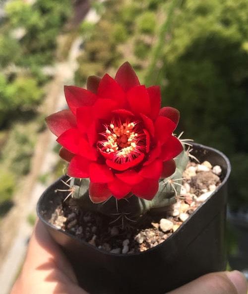 让仙人球开花，除了选择开花的种类，浇水、施肥、光照不能少
