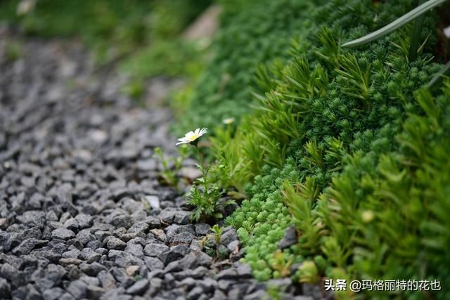 园丁：新推荐几种优秀的花园小径围边的植物