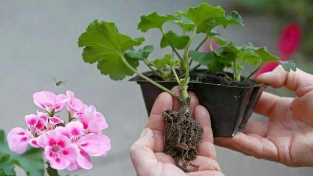 剪几根天竺葵枝条，无论老枝嫩枝，插土里就活，养好了四季开花