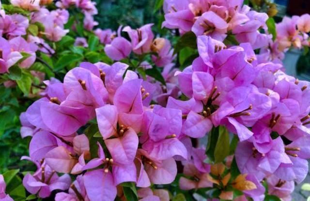 给三角梅喂点“鱼下水”，就像按下了“开花键”，一茬一茬开不断