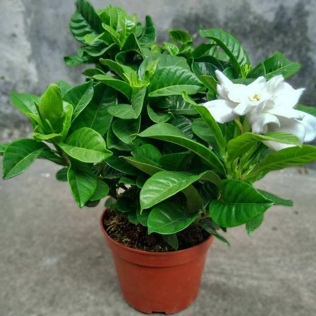 这几种花掉叶变成“枯枝条”，先别急着扔，这样救还能长叶绿