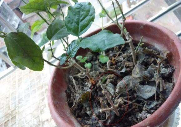 茉莉变成“黄脸婆”？赶紧救一救，还能活几年
