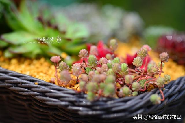 园丁：新推荐几种优秀的花园小径围边的植物