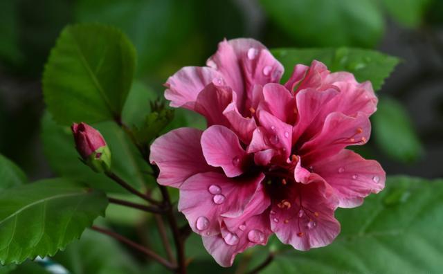 “开花能手”扶桑花，一根枝条插一盆，花大色艳，四季有花看
