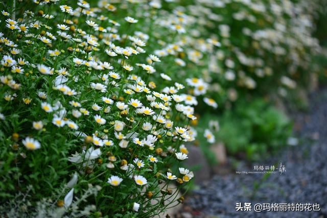 园丁：新推荐几种优秀的花园小径围边的植物