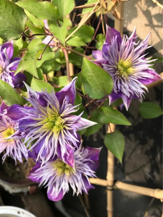 铁线莲混搭月季花