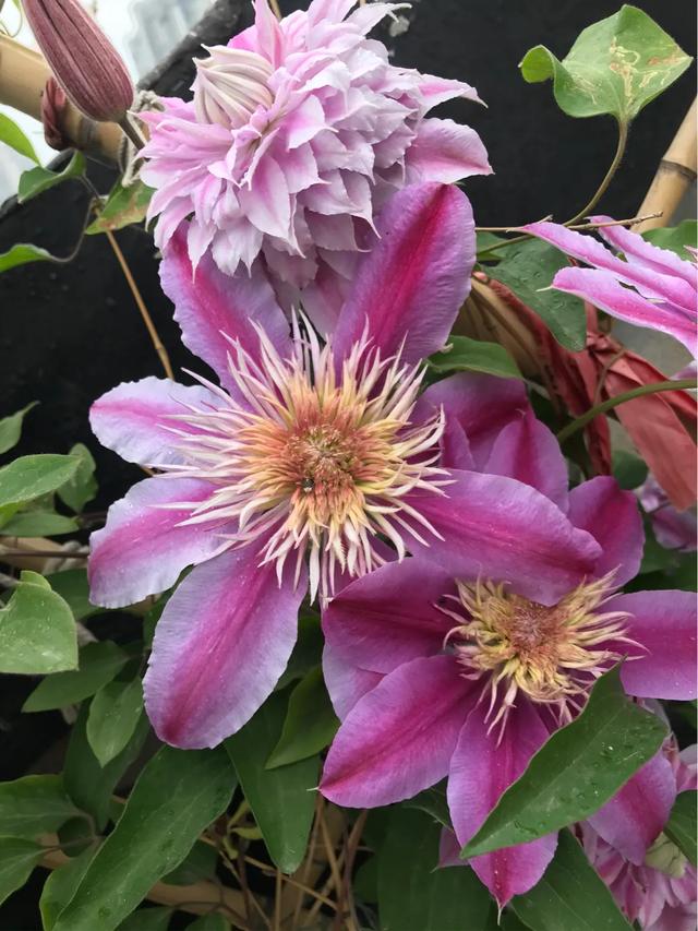 铁线莲混搭月季花