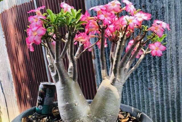 最“贱”的4种花，一个月不管，反而生长旺盛，开满花