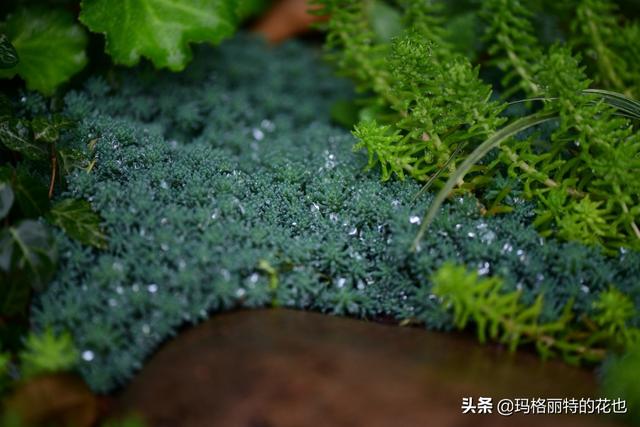 园丁：新推荐几种优秀的花园小径围边的植物