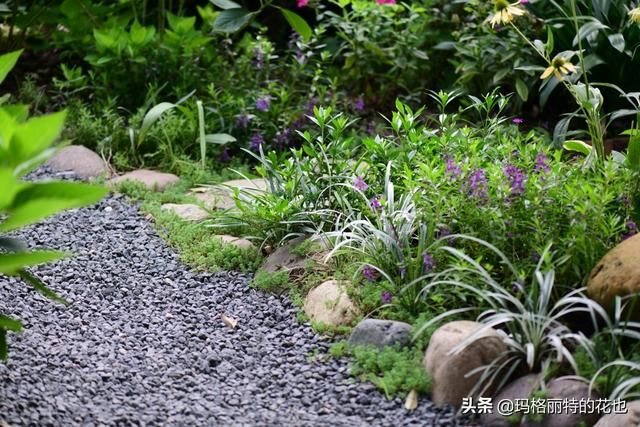 园丁：新推荐几种优秀的花园小径围边的植物