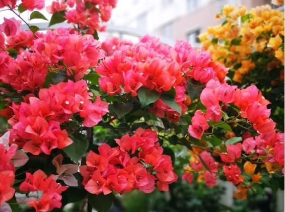 给三角梅喂点“鱼下水”，就像按下了“开花键”，一茬一茬开不断