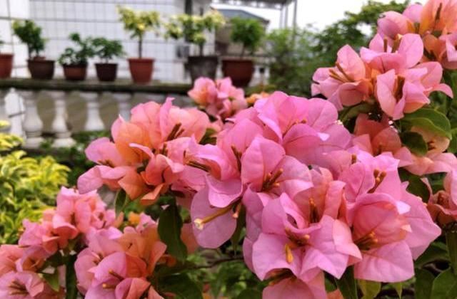 给三角梅喂点“鱼下水”，就像按下了“开花键”，一茬一茬开不断