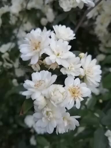 花园有拱门起到画龙点晴之效，如何让拱门一年四季有花环绕？
