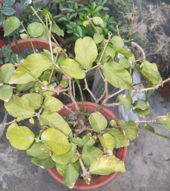 茉莉变成“黄脸婆”？赶紧救一救，还能活几年