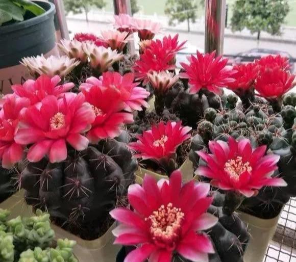 仙人球中的“战斗鸡”翡花玉，一个小球巴掌大，一开就能炸花球