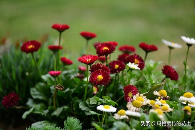 园丁：新推荐几种优秀的花园小径围边的植物
