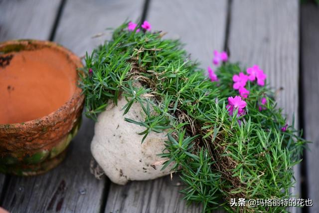 园丁：新推荐几种优秀的花园小径围边的植物